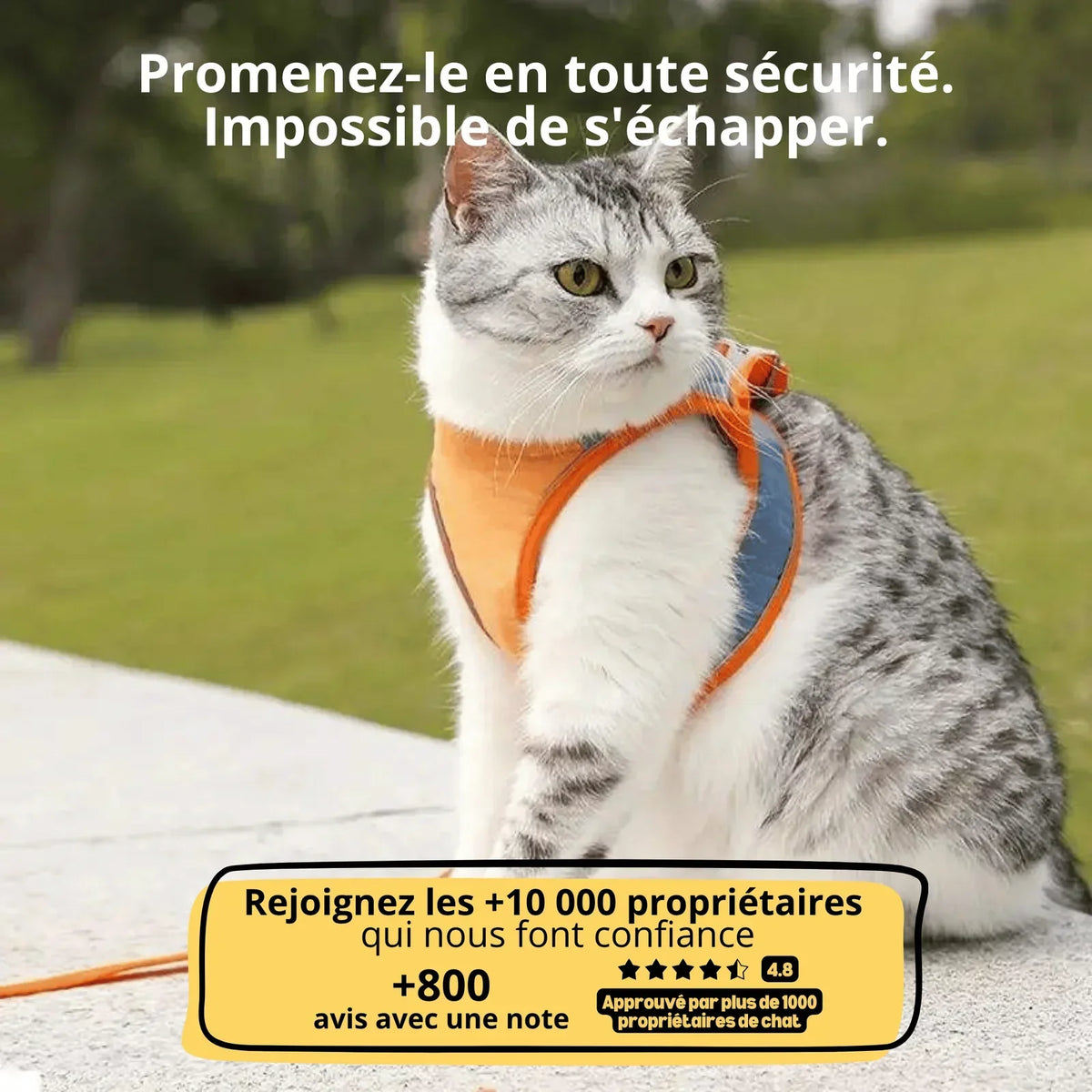 Harnais Anti-Fugue & Laisse — Pour Chat d'Intérieur & Aventurier