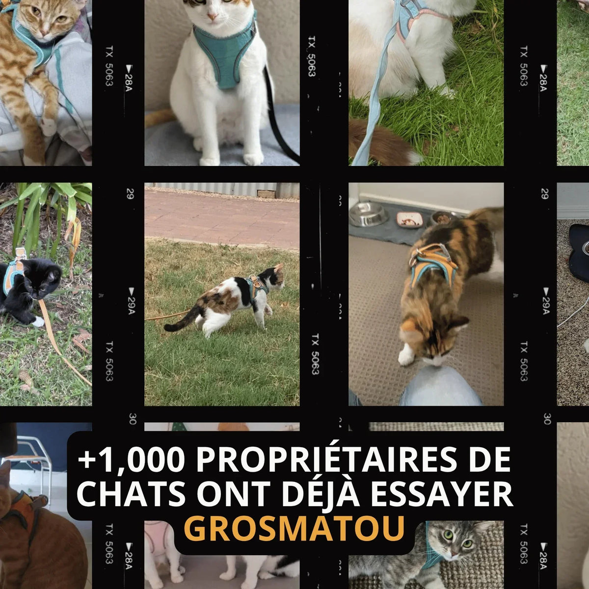 Harnais Anti-Fugue & Laisse — Pour Chat d'Intérieur & Aventurier